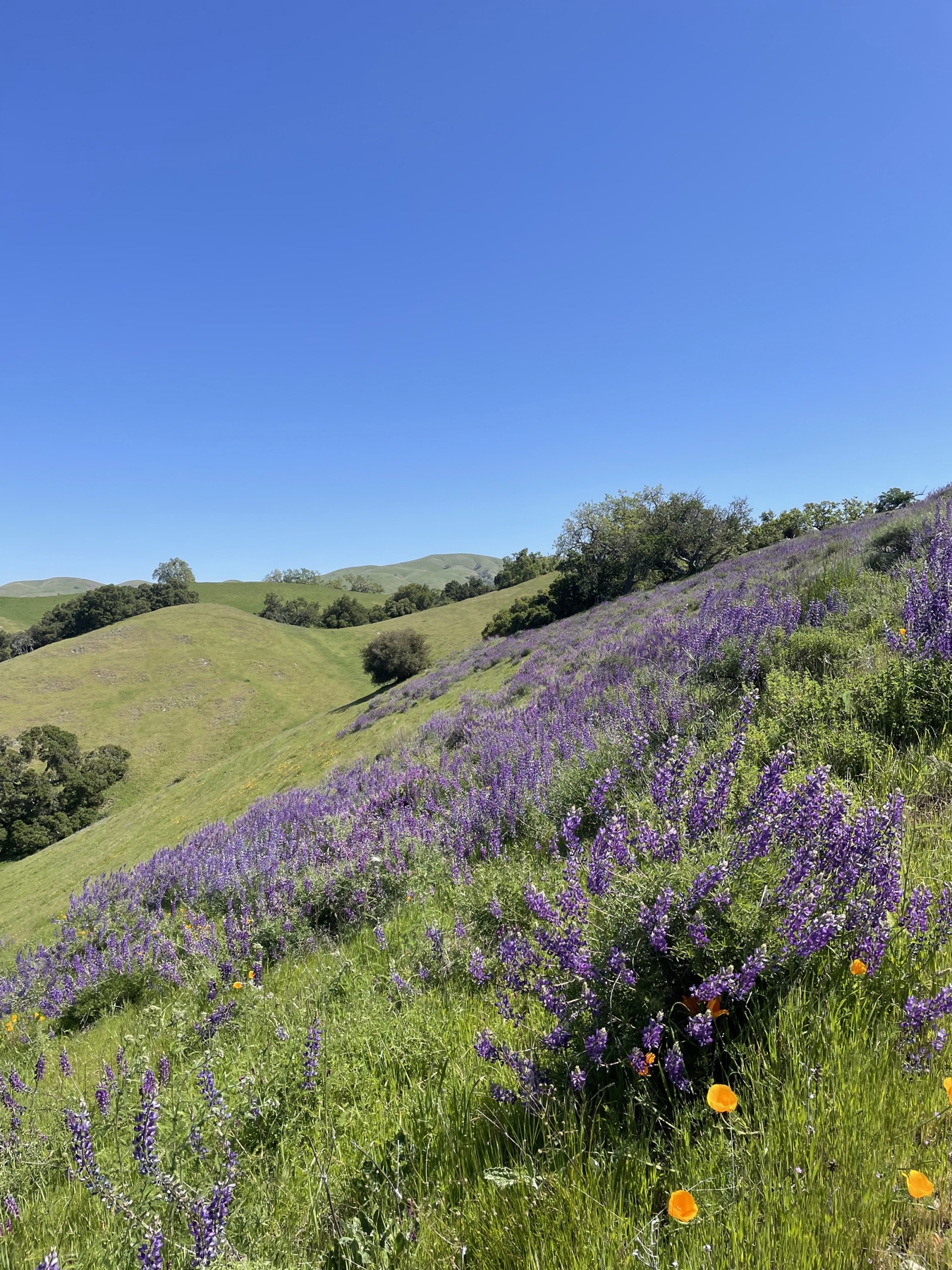 A dense stand of tall purple flowers above green foliage