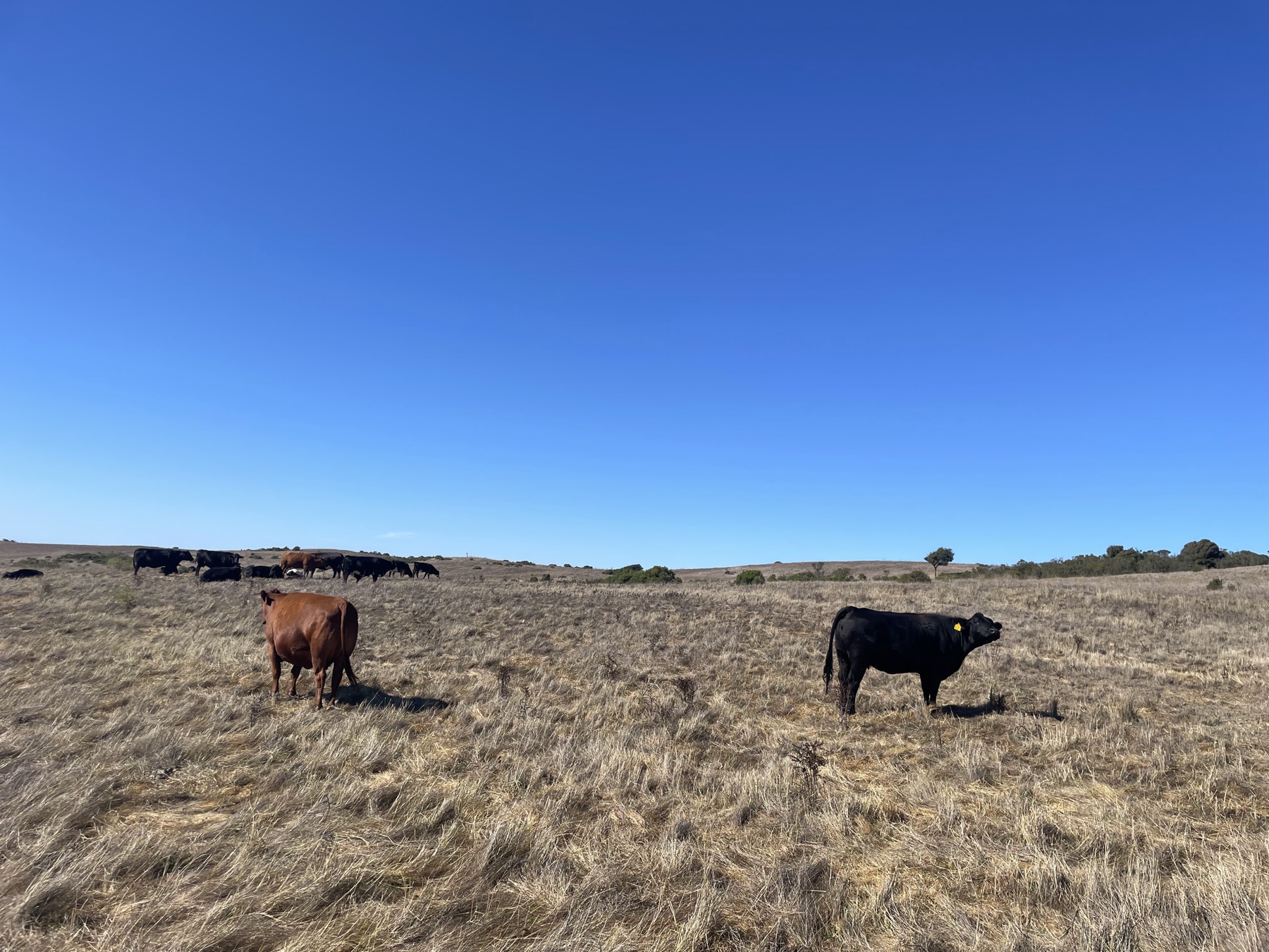 Two cattle standing before a larger herd in dry pasture