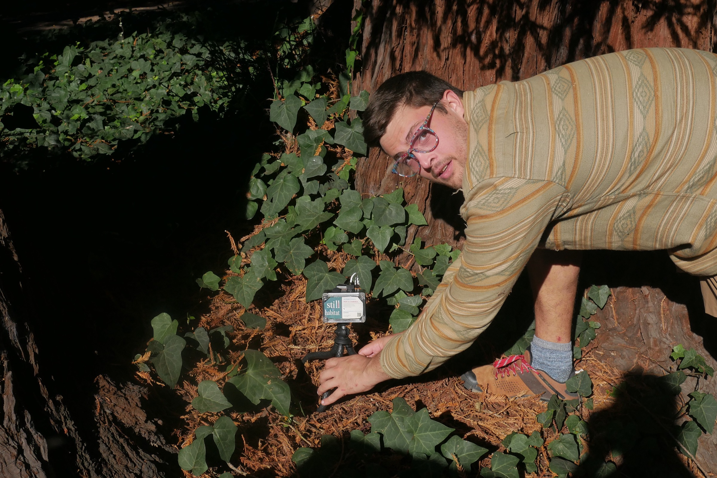 Jack installing a Catbird Ear at the base of a redwood tree