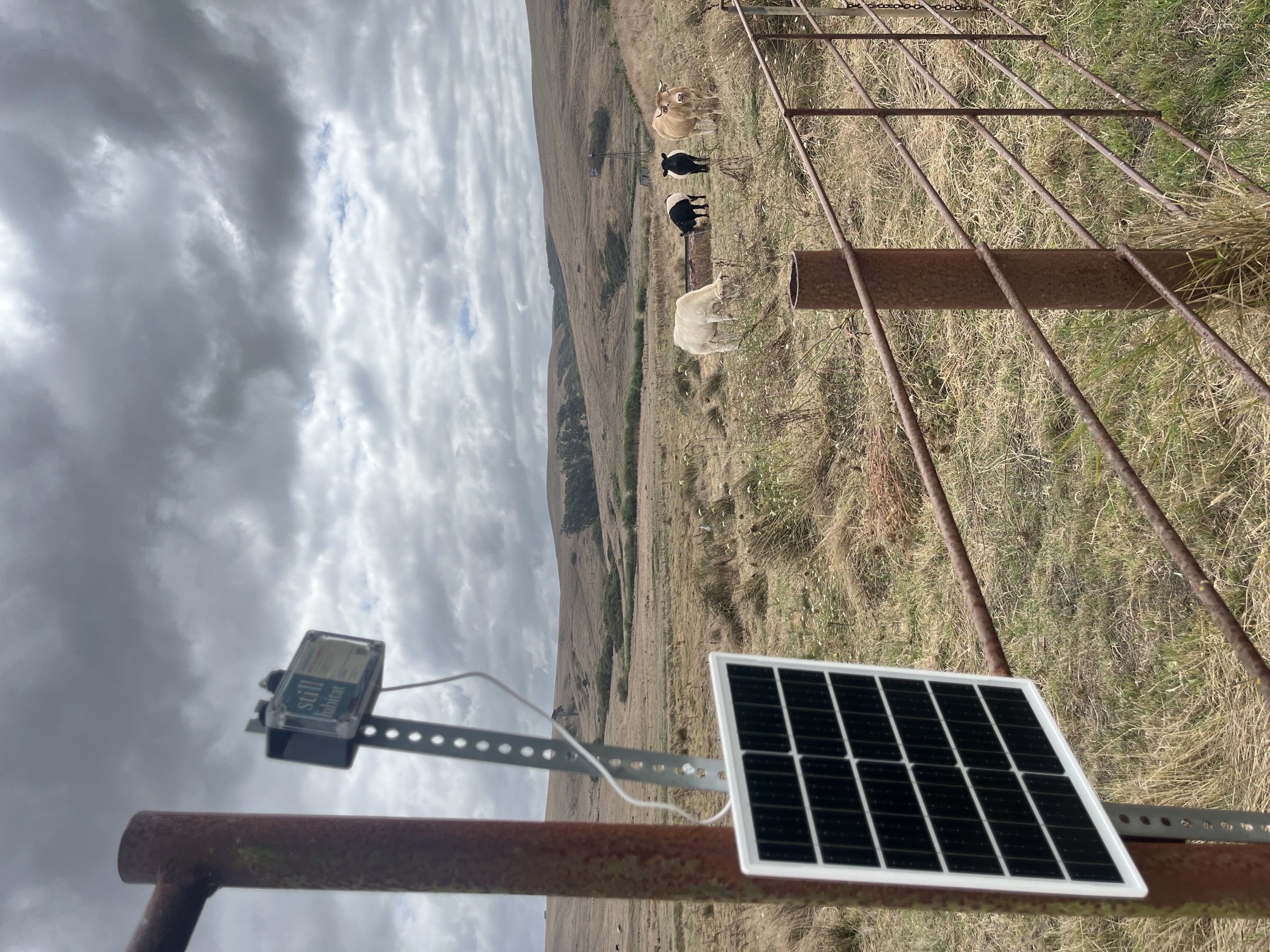 A solar-powered Catbird Ear beside a farm gate with cattle in open pasture