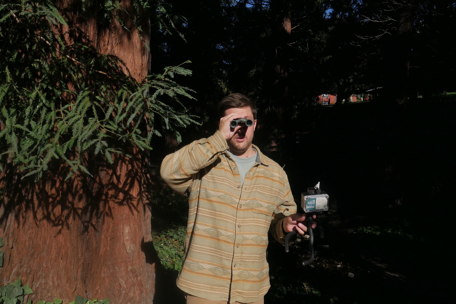 Jack holding binoculars and a Catbird Ear beside redwood trees