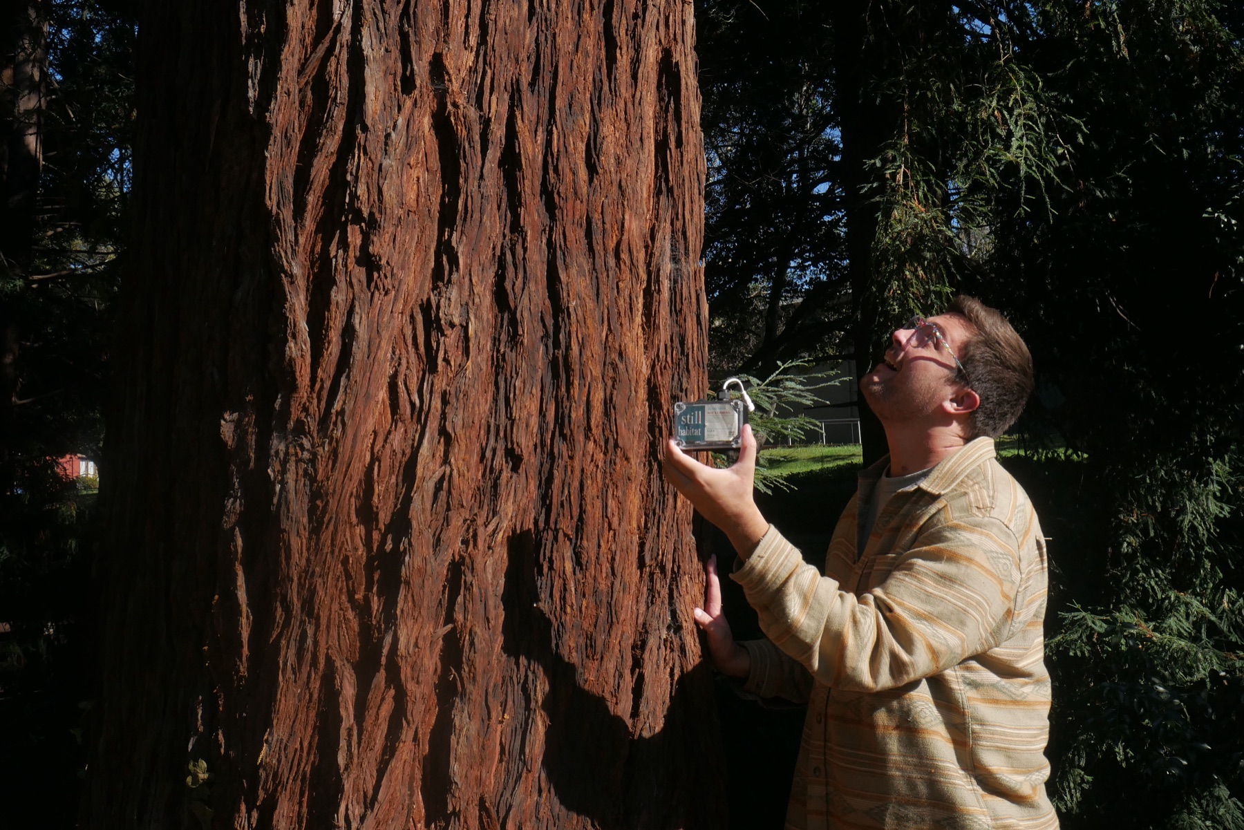 Jack holding a Catbird Ear up to a redwood tree while looking into the canopy