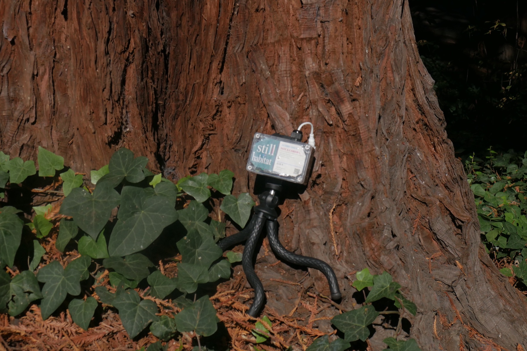 A Catbird Ear balanced on a small flexible tripod at the base of a redwood