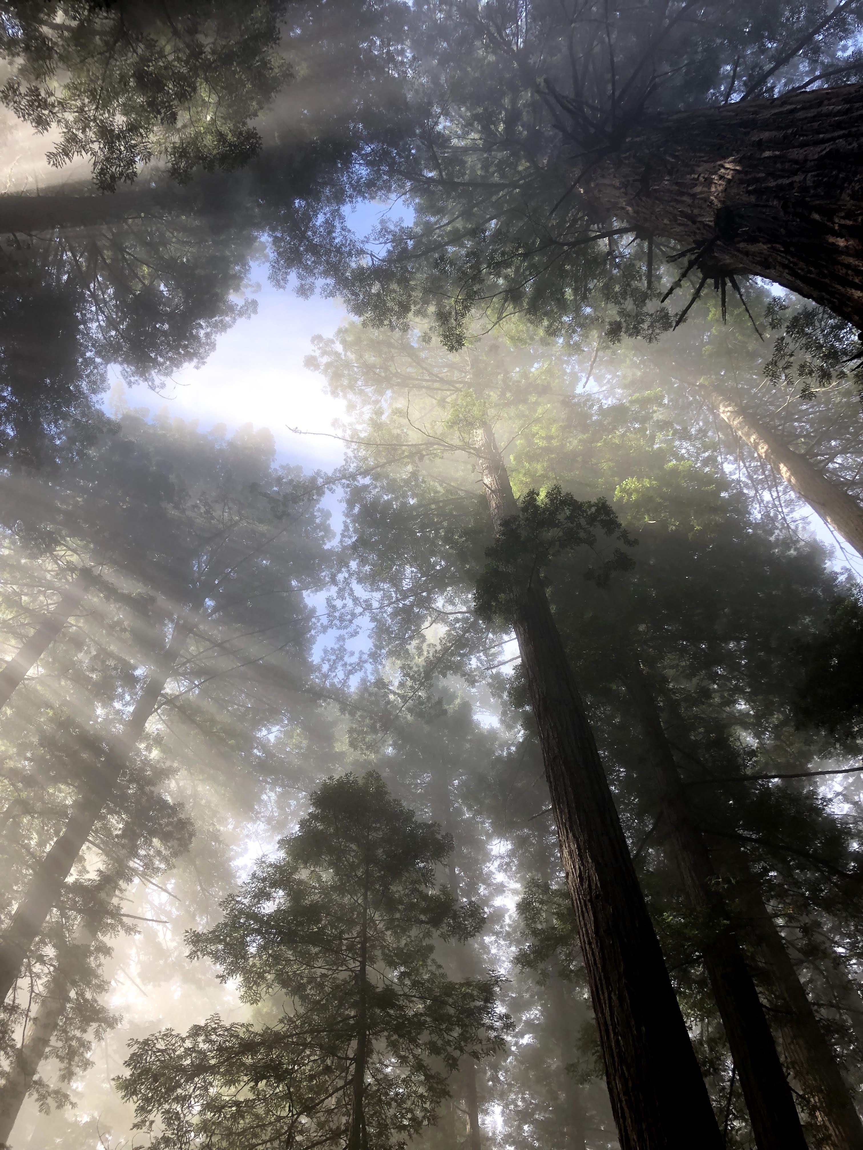 Sunlight and mist filtering through a redwood canopy