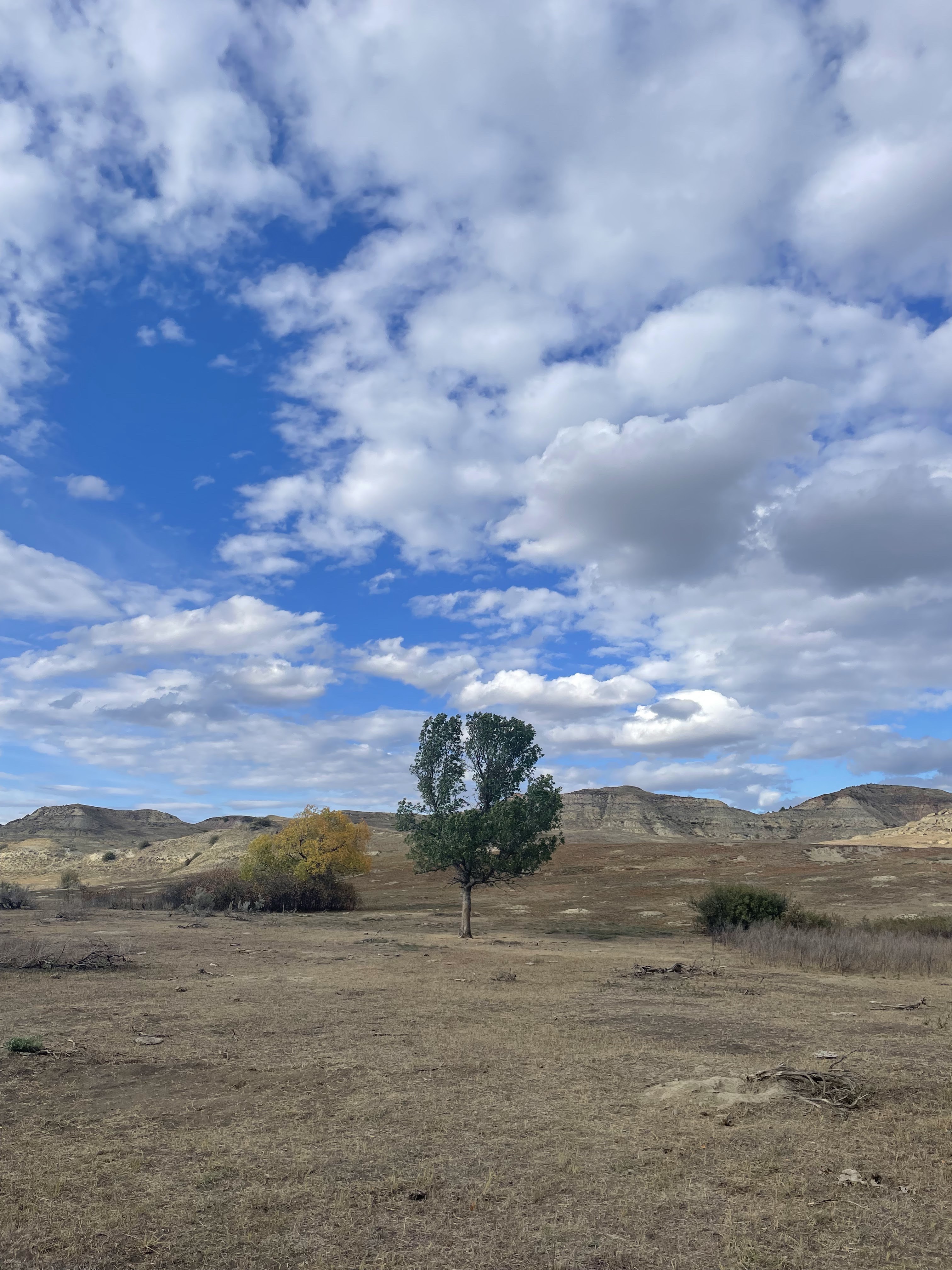 A lone tree beneath broad clouds in a remote dry landscape