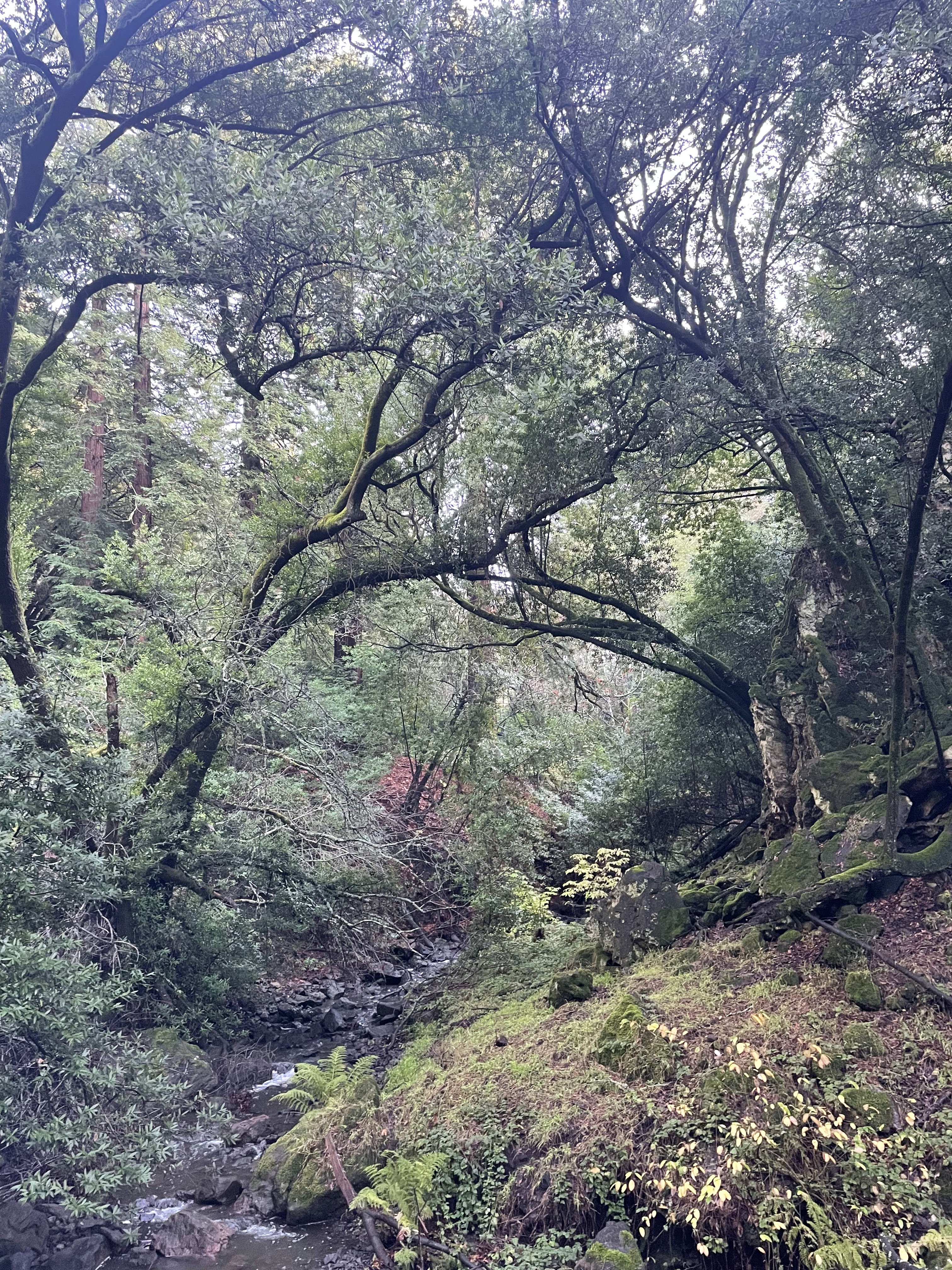 A green creek running through a wooded canyon in Tilden