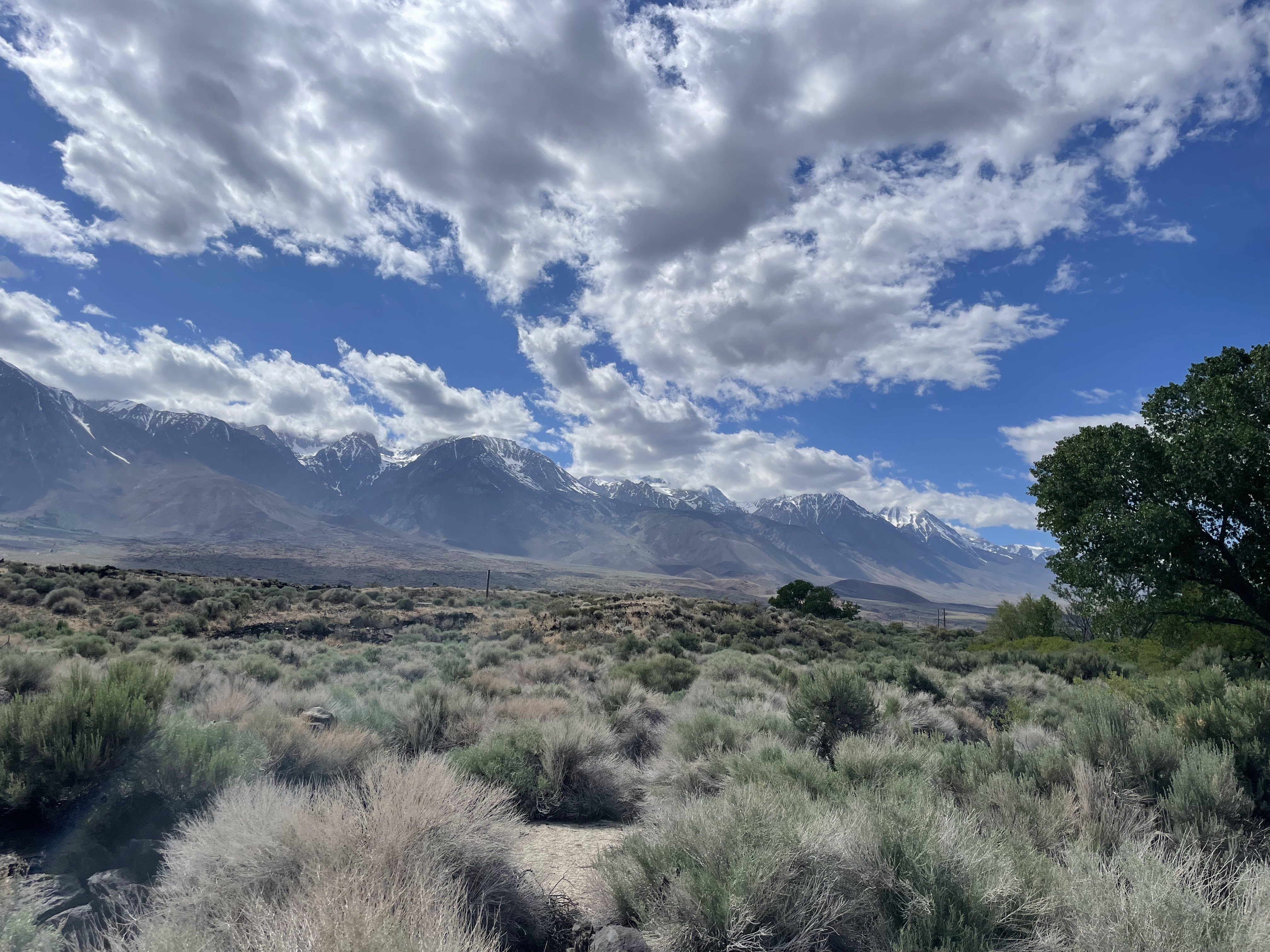 Sagebrush habitat beneath a long snow-streaked mountain range