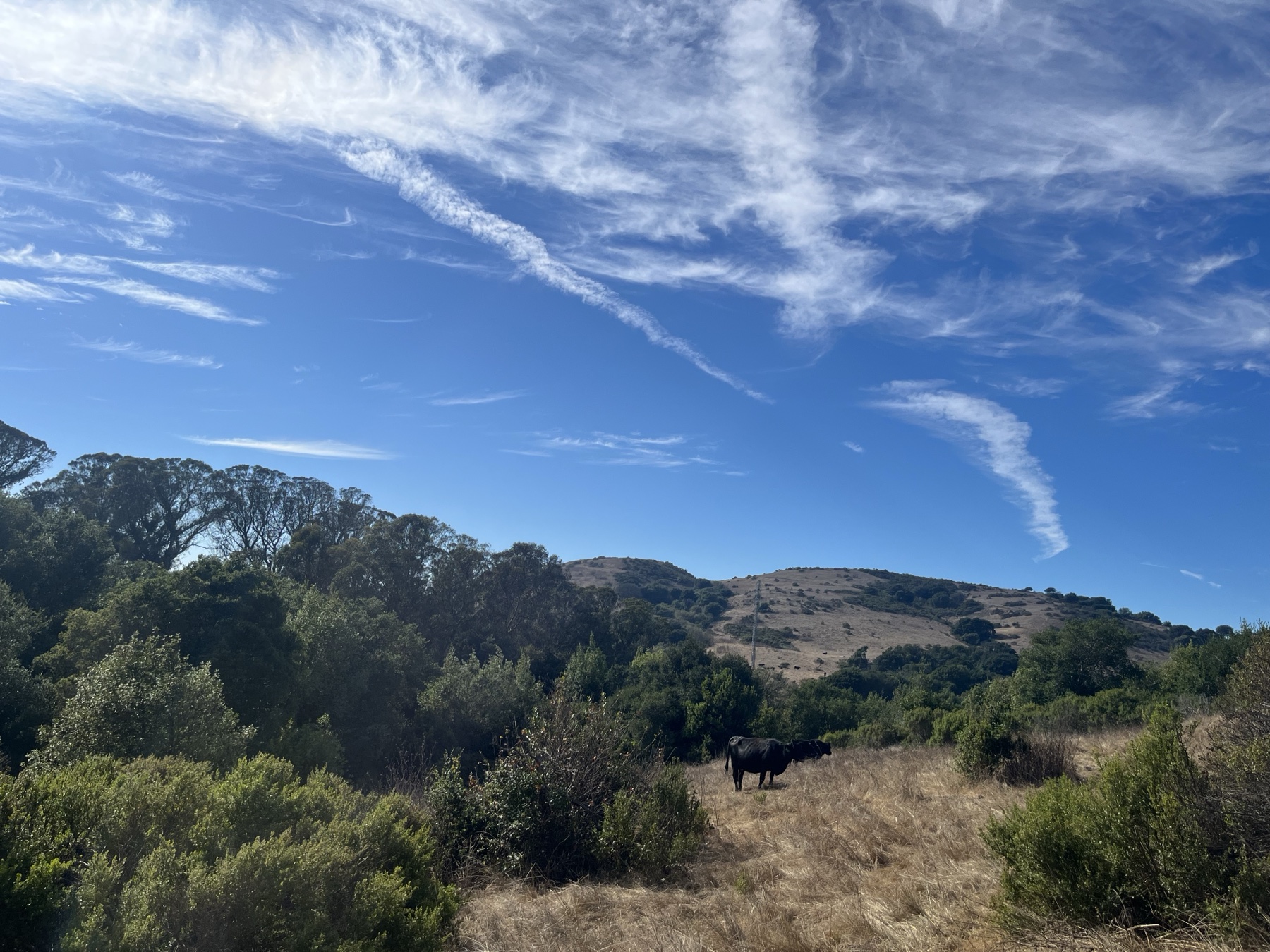 A black cow in dry grassland beneath a broad sky above an oak savanna