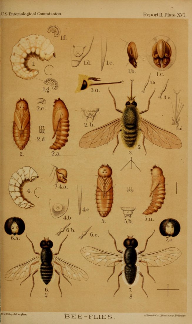 Naturalist plate of bee-flies, larvae and adults