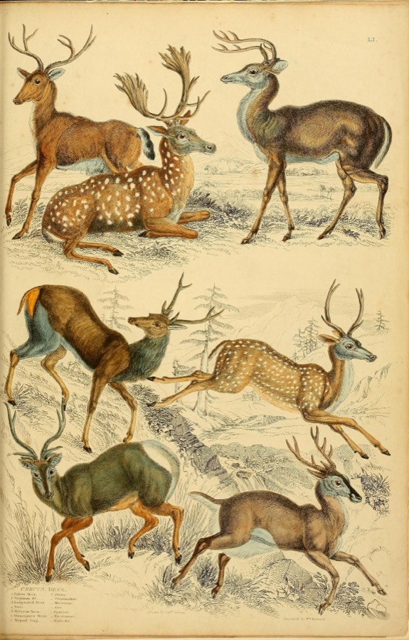 Hand-colored 1830s naturalist engraving of deer and stags