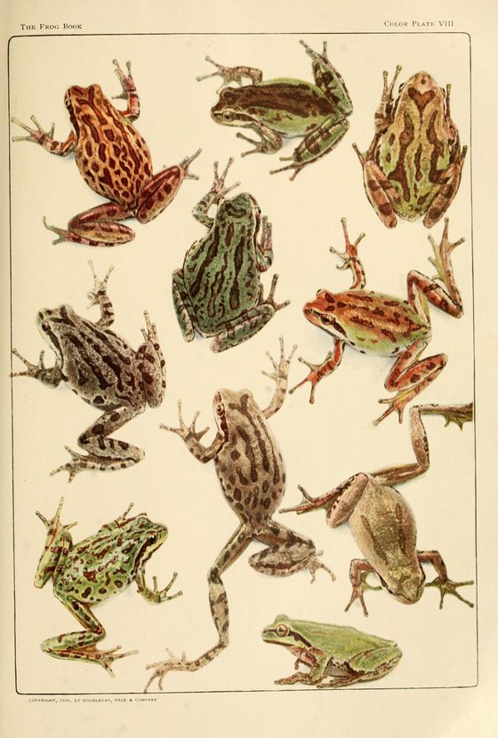 Naturalist plate of a Pacific chorus frog, the kind of species an Ear names